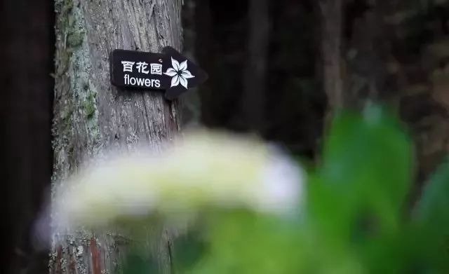 中国最文艺尼姑庵，不烧香只种花，美得想出家！韩红也慕名来参访