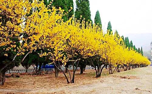 迎春花长什么样子图片（迎春花的品种知识科普）