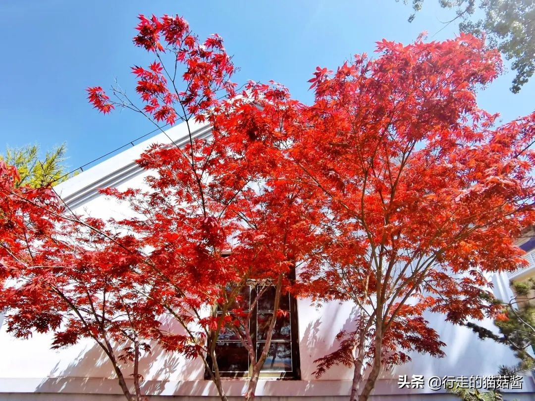 烟台山不得不看的外国领事馆旧址，是中国近代史的见证与缩影