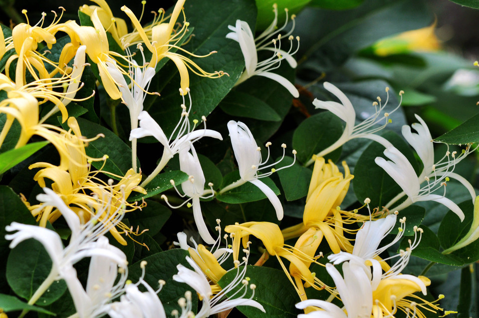 金银花是一种吉祥的花(盘点命里多金的5种花花语)