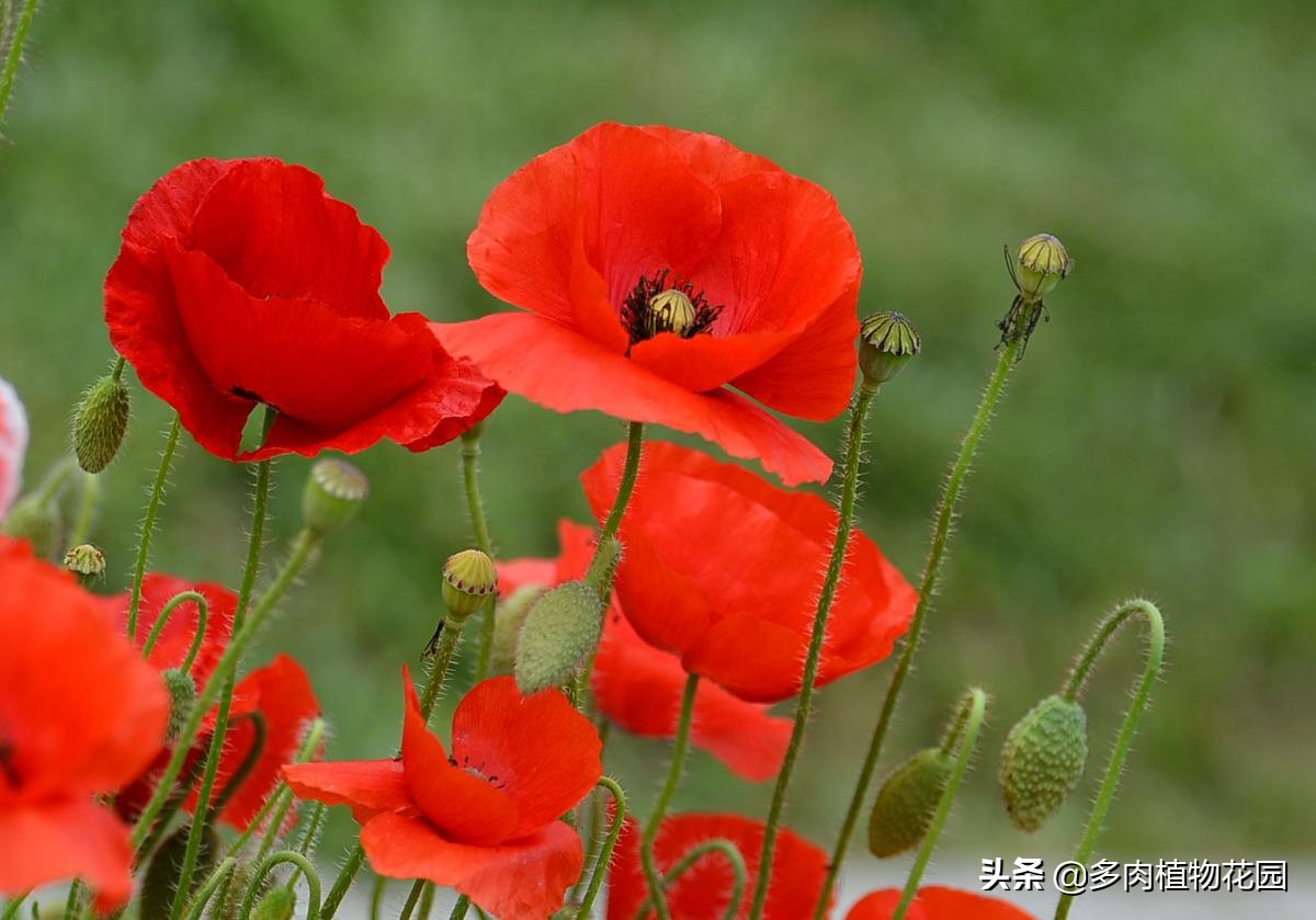 虞美人花這樣養護,花期更長,花開更豔