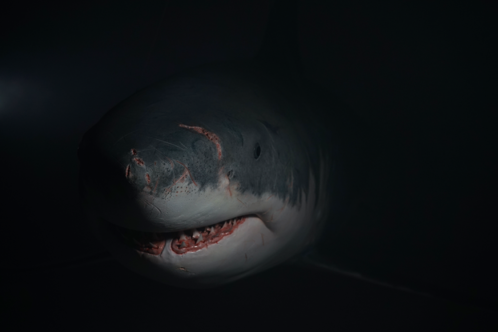 鲨鱼多大了？历史中最大的鲨鱼被渔民误解了，它将在海中死亡。