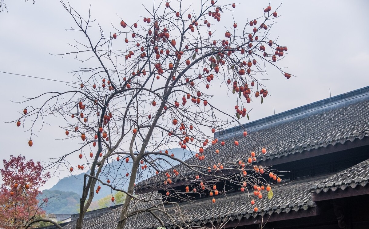 深秋柿子美食：4种做法全攻略