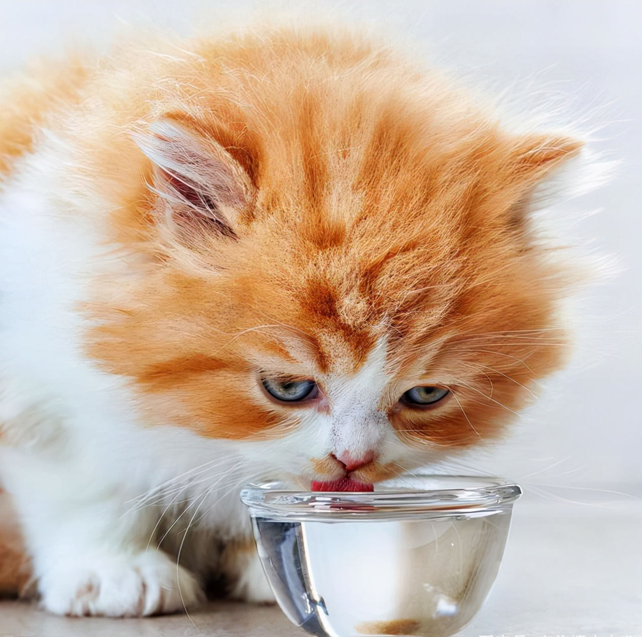 驱虫药猫咪哪个牌子好（宠主省钱必备的8种药品推荐）