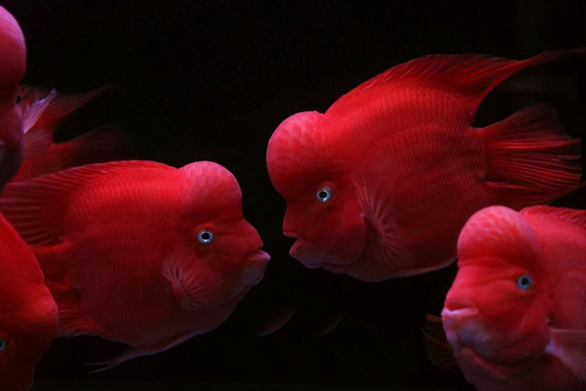 【鹦鹉鱼摄影图片】生态摄影_太平洋电脑网摄影部落