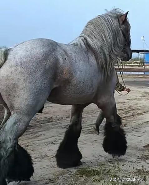 跟大象一样大的巨型马你见过吗?"重型马之王"——夏尔马