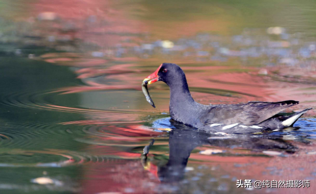 黑水鸡百科知识，中国秧鸡科鸟类之一