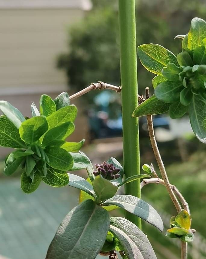 盆栽金银花种植技术（做三步一年长成漂亮的盆景）