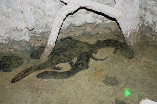 娃娃魚是指,娃娃魚是指什么魚