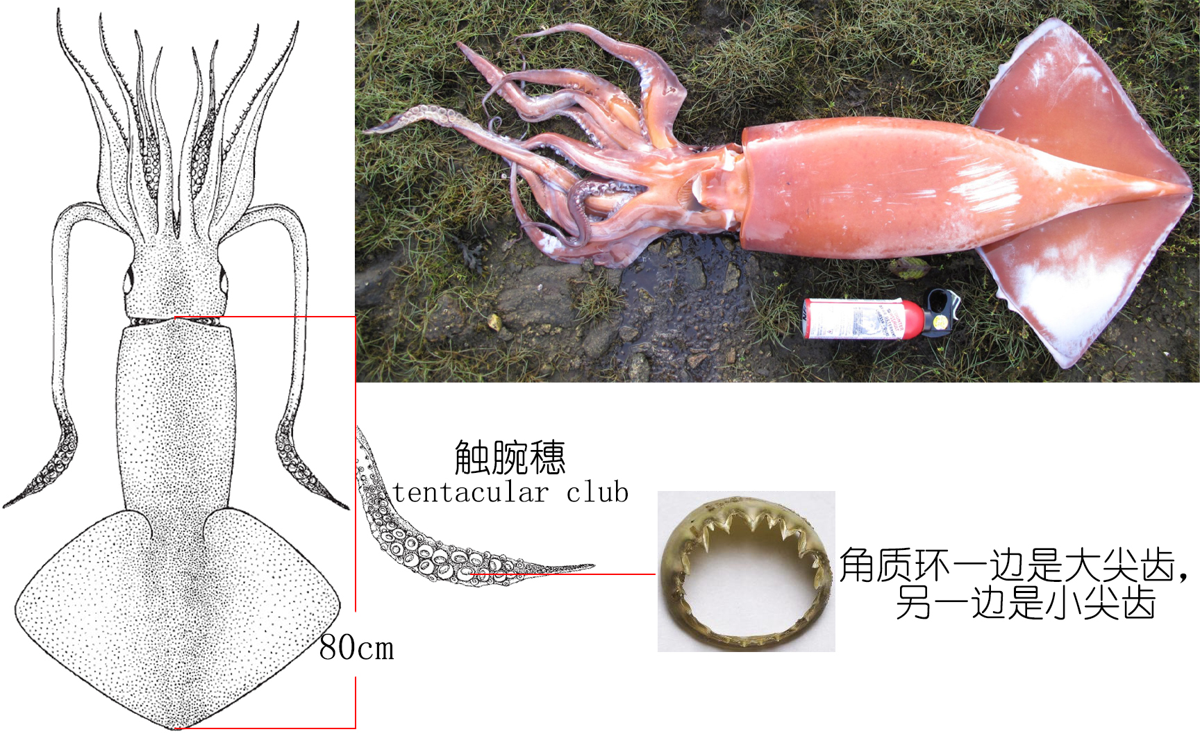 鱿鱼是鱼吗（鱿鱼的种类）