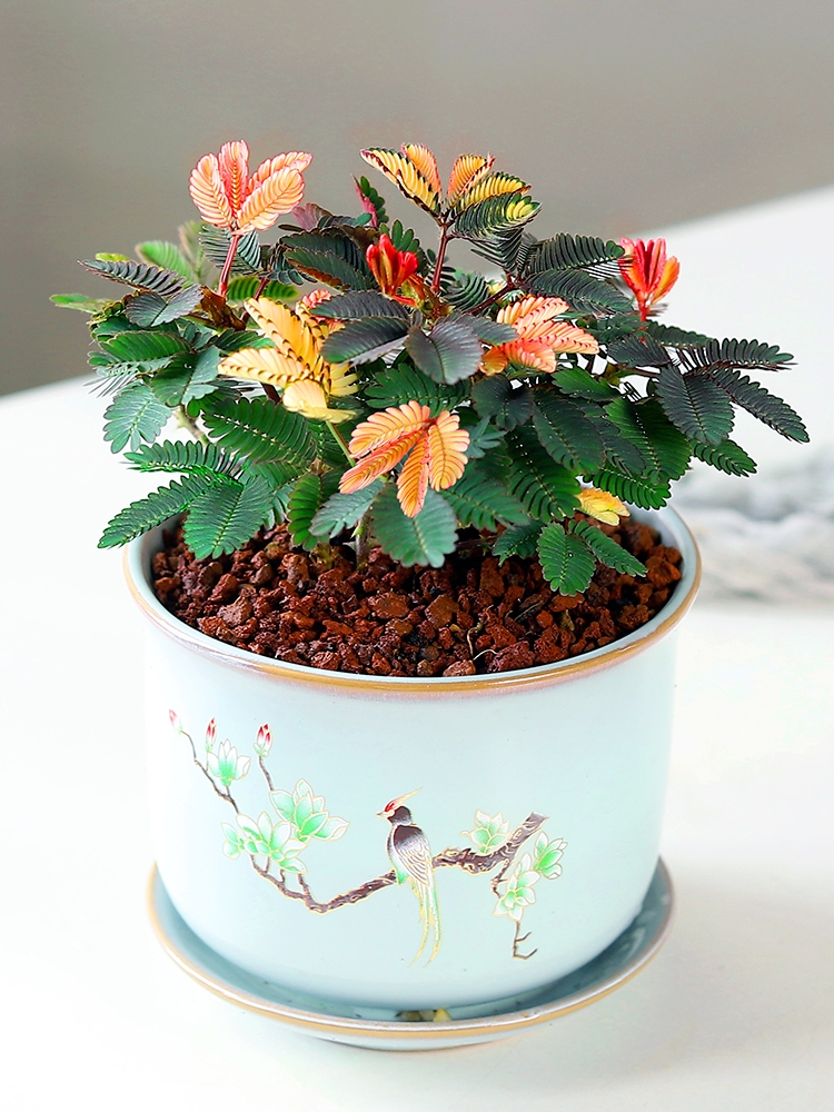 观叶植物图片及名称(100种观叶绿植) - 赤虎壹号