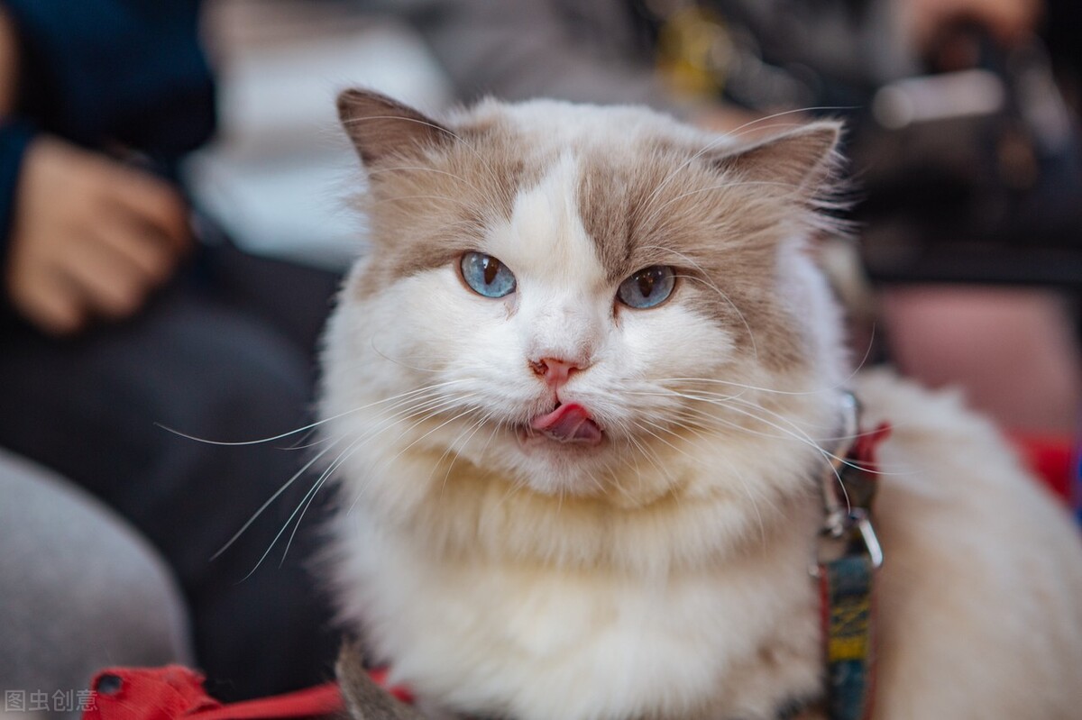 猫界智商排行榜之最"聪明"的猫,你家猫上榜了吗?