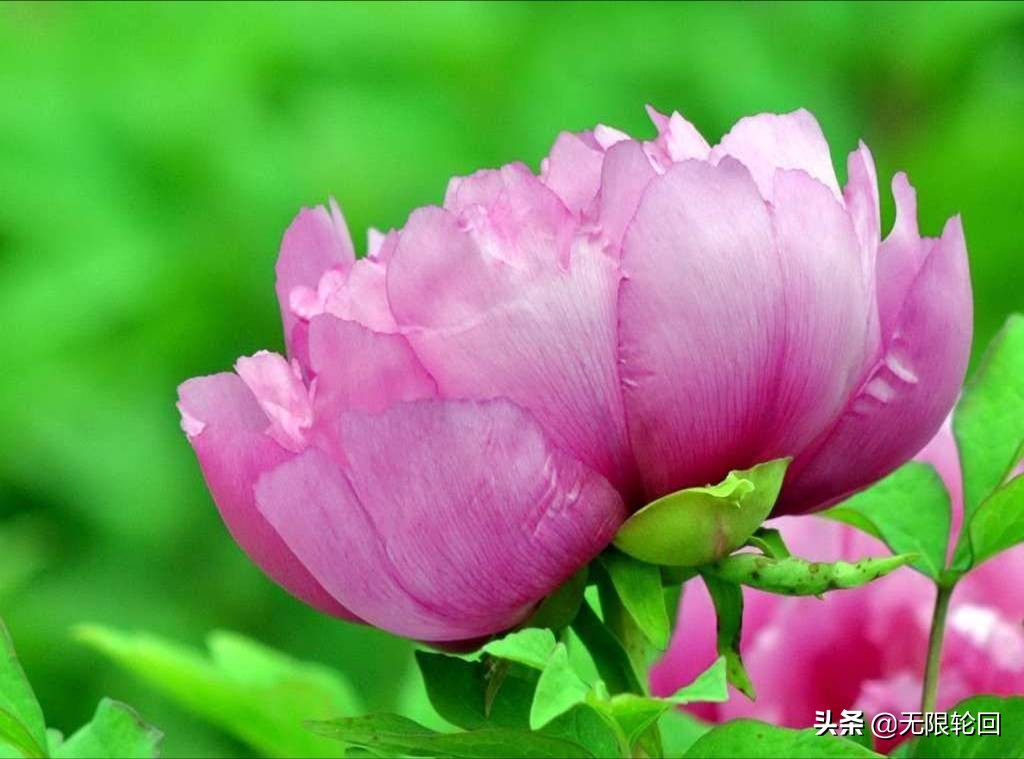 唯有牡丹真国色：10首最经典的牡丹花诗词