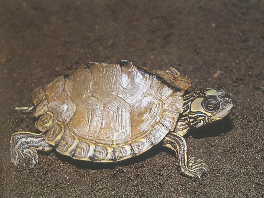 乌龟的种类图片及名称（乌龟的品种图片）