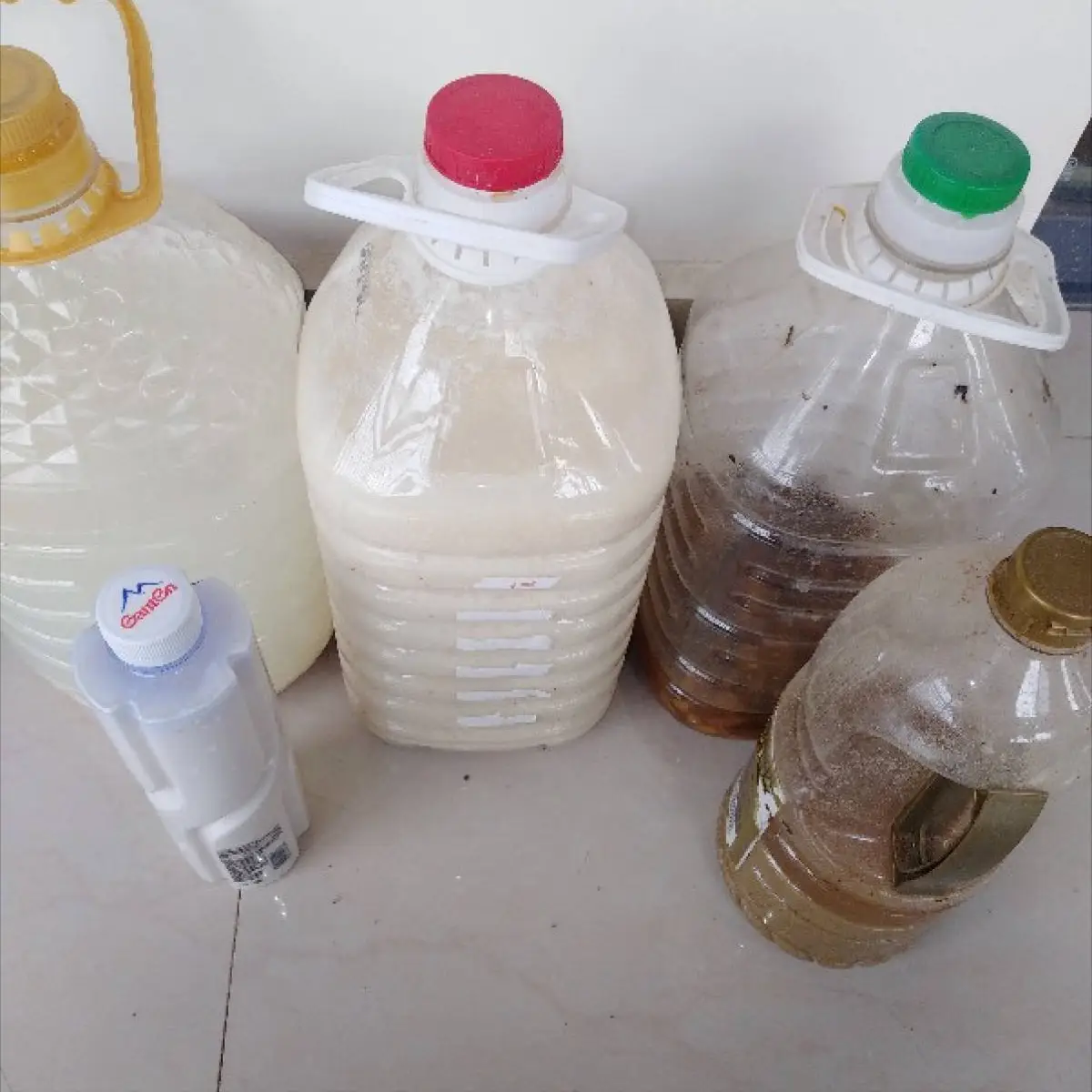 蟹爪兰的养殖方法和注意事项（蟹爪兰用什么肥料最好）