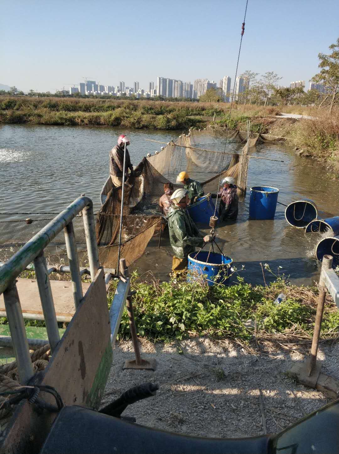 2020年水产新贵，加工用脆肉罗非鱼