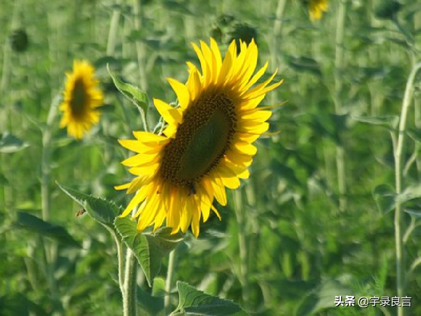 简短精致的句子：将心比心，真是都写到心坎里！