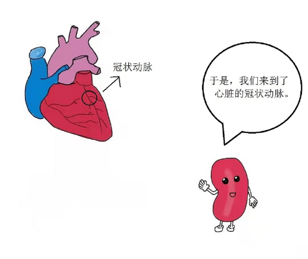 微观视角带您走进“心世界”——来自红细胞的自述