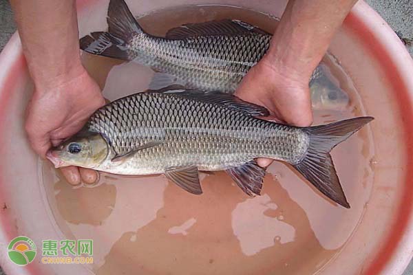 它是中国的独有鱼种，肉鲜味美，经济价值高，价格可卖600元一斤