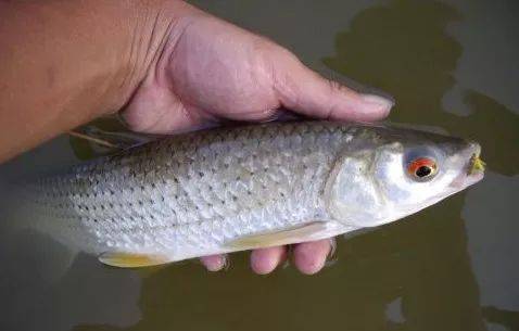 三花五羅十八子七十二雜魚(yú)都有啥（上）