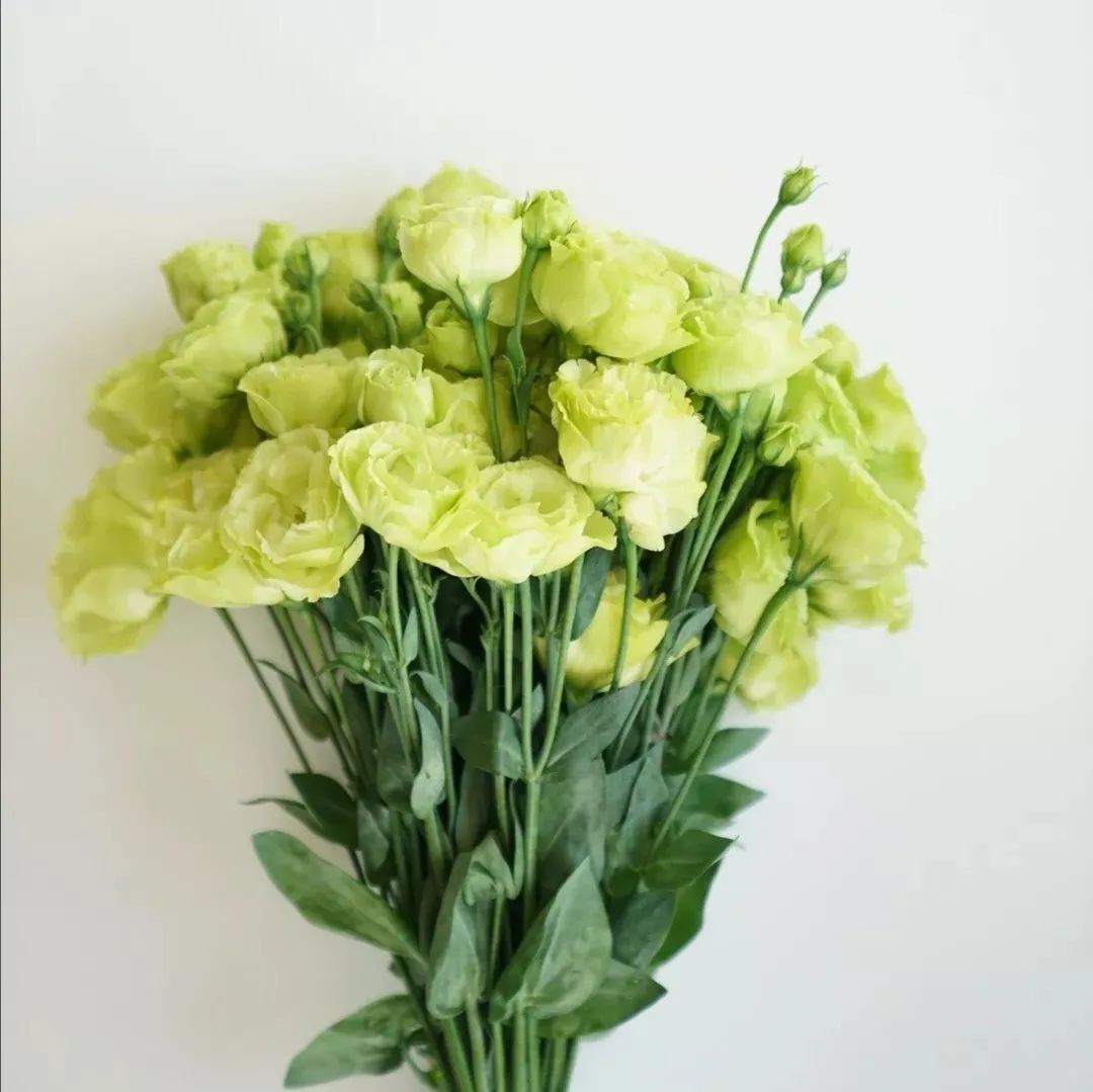 白色洋桔梗花语是什么(洋桔梗养护注意事项)