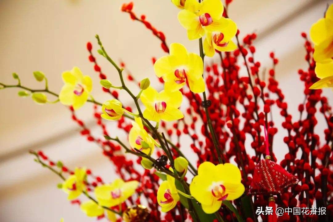 新年换新衣,这些包装让年宵花年味更浓