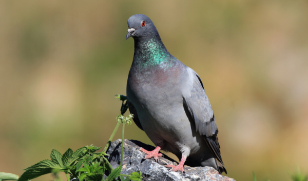鸽子基本种类,图文介绍,野鸽和家鸽都可爱
