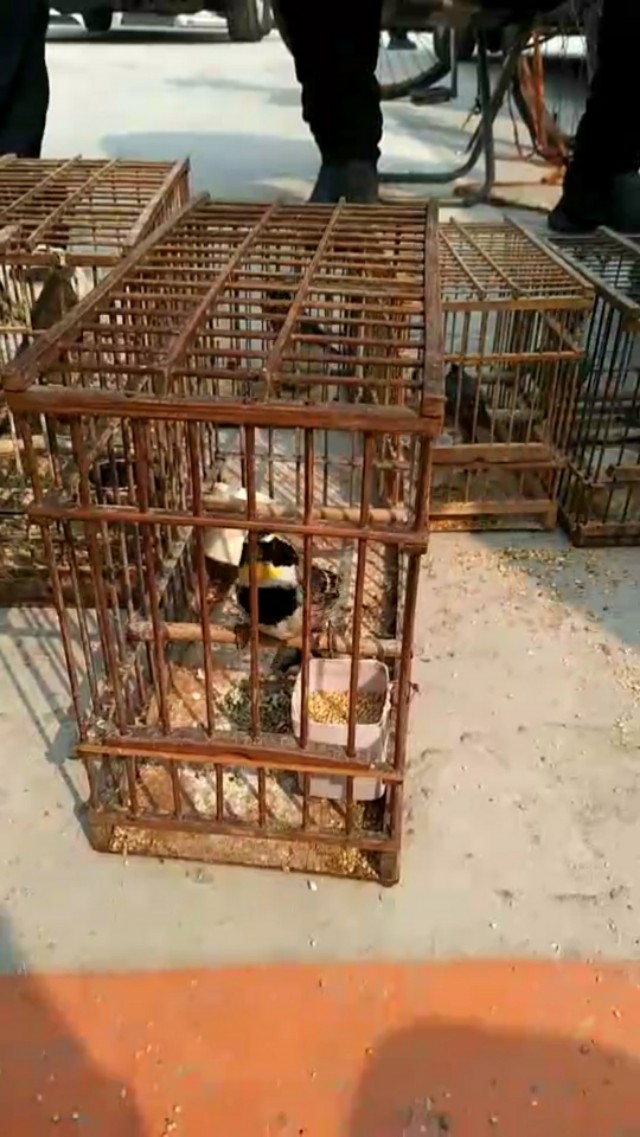 春暖(虎头凤)的挑选和饲养