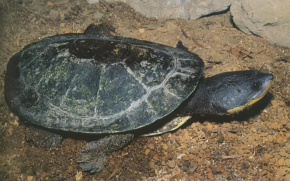 乌龟的种类图片及名称（乌龟的品种图片）