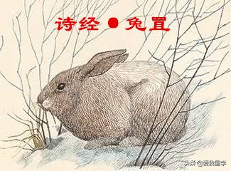 中国最早诗歌总集《诗经》原文、译文、注释、赏析！（兔罝篇）