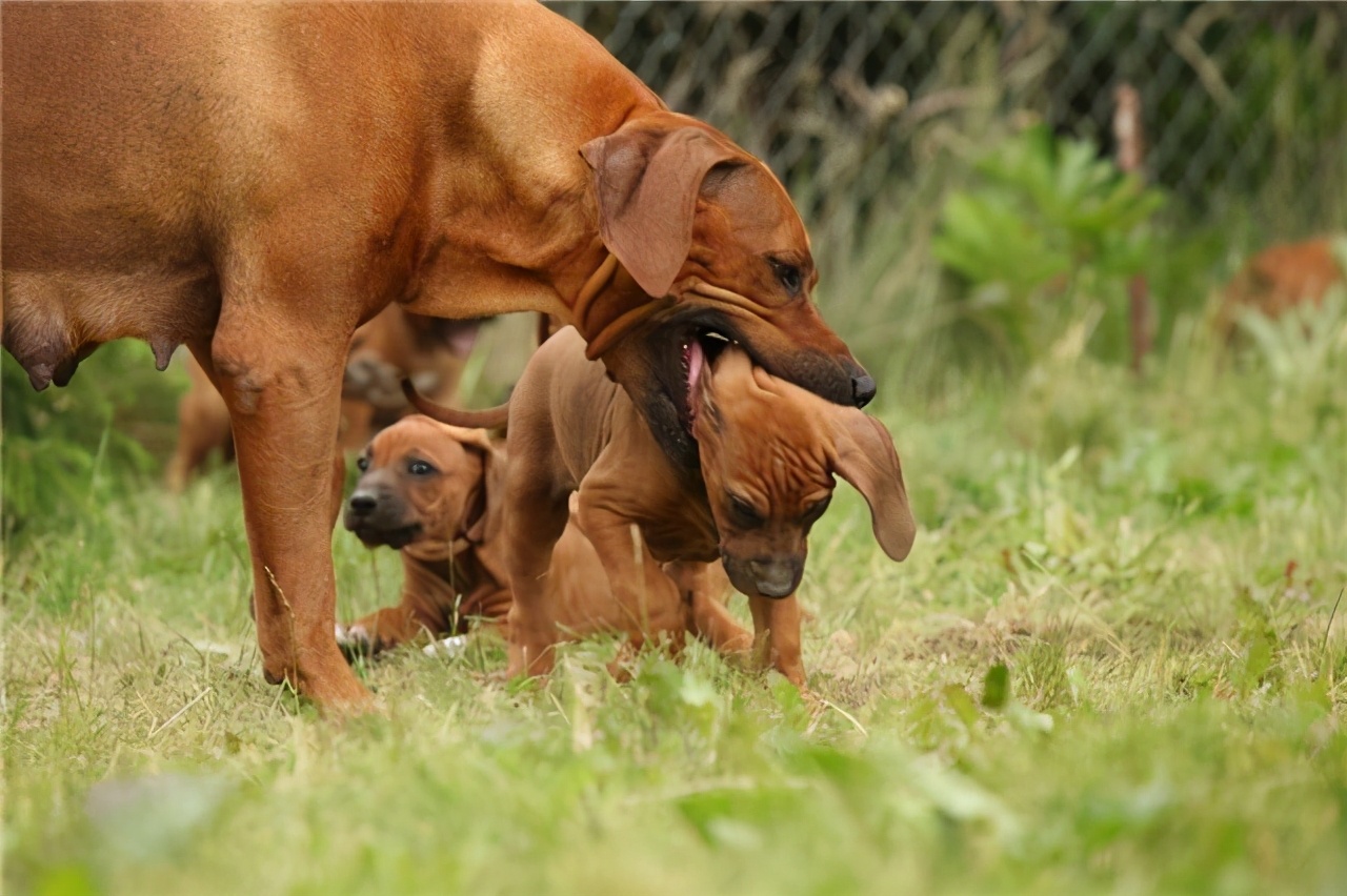 母狗为什么把幼崽“叼”到主人面前呢？背后隐藏了这些事