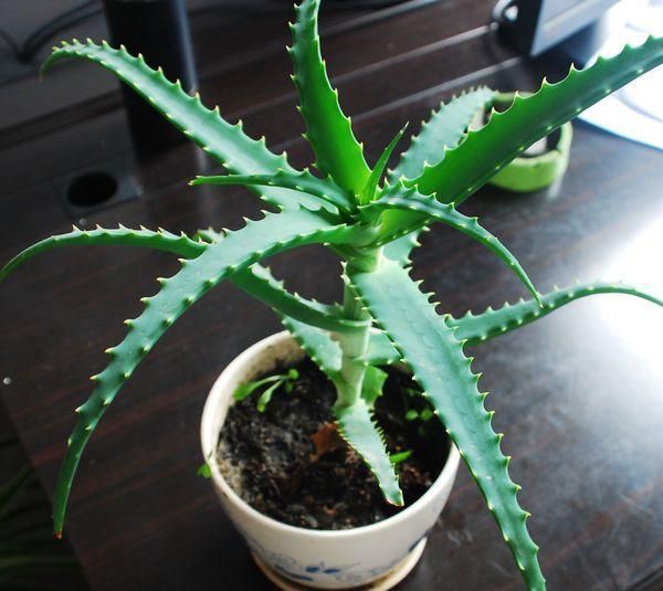 都说芦荟好,身上全是宝,种类知多少?