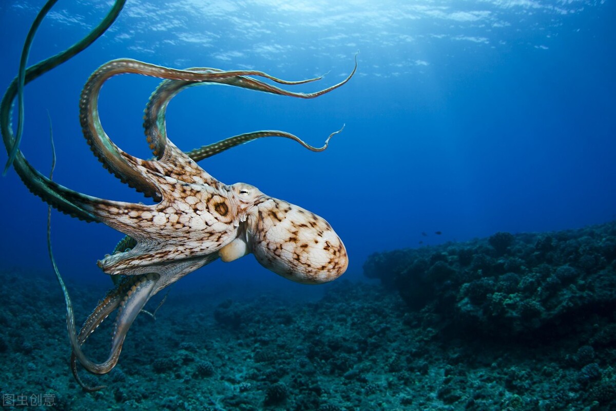 叶海龙(你有深海恐惧症吗?我告诉你水下有什么,你会不会更加恐惧?