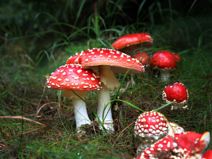 揭秘云南“巫蛊”玄乎其玄的传说，可能是你吃了毒蘑菇