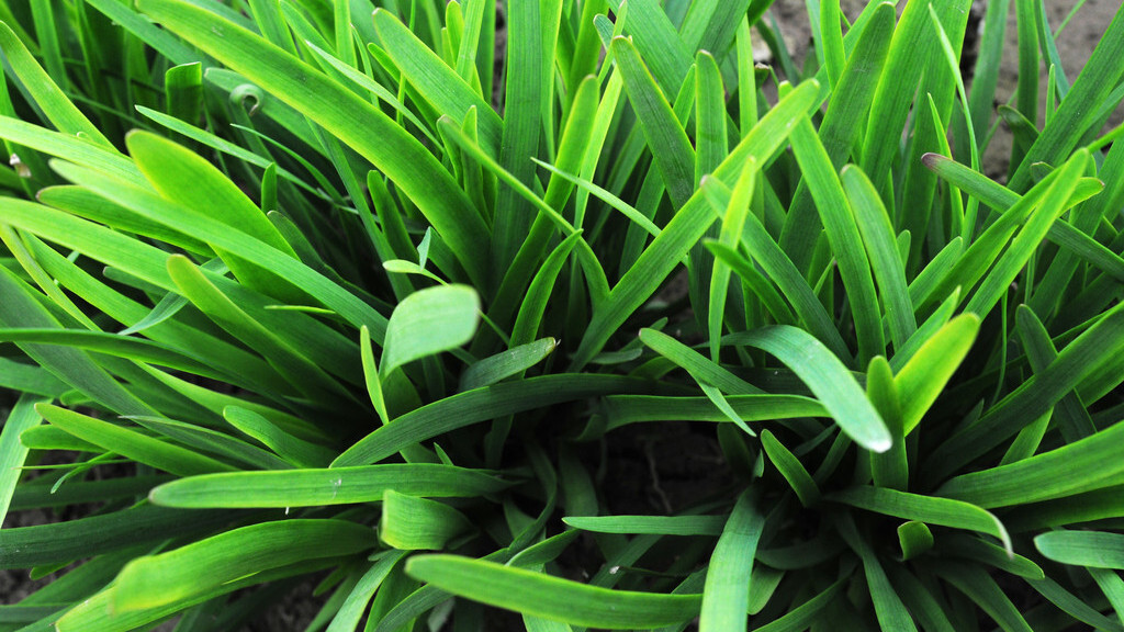 一畦春韭绿，十里稻花香。邂逅诗意的韭菜，品岁月静好