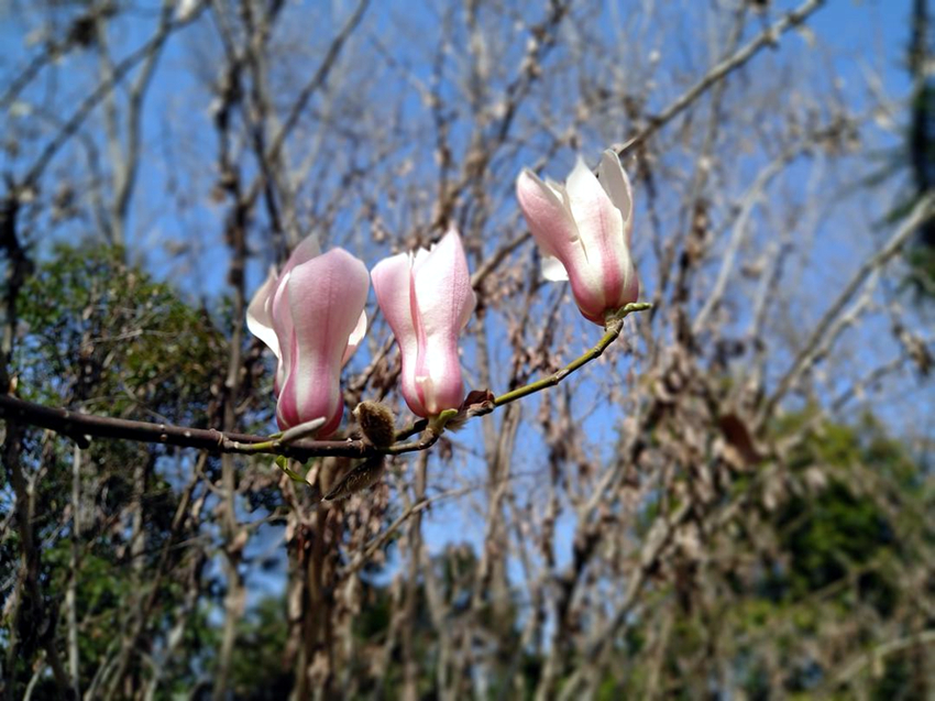 玉兰花长什么样（玉兰花大全简介5种玉兰花分享）