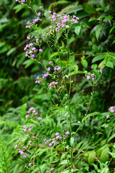 夜香牛 一年生草本,高20-80cm.