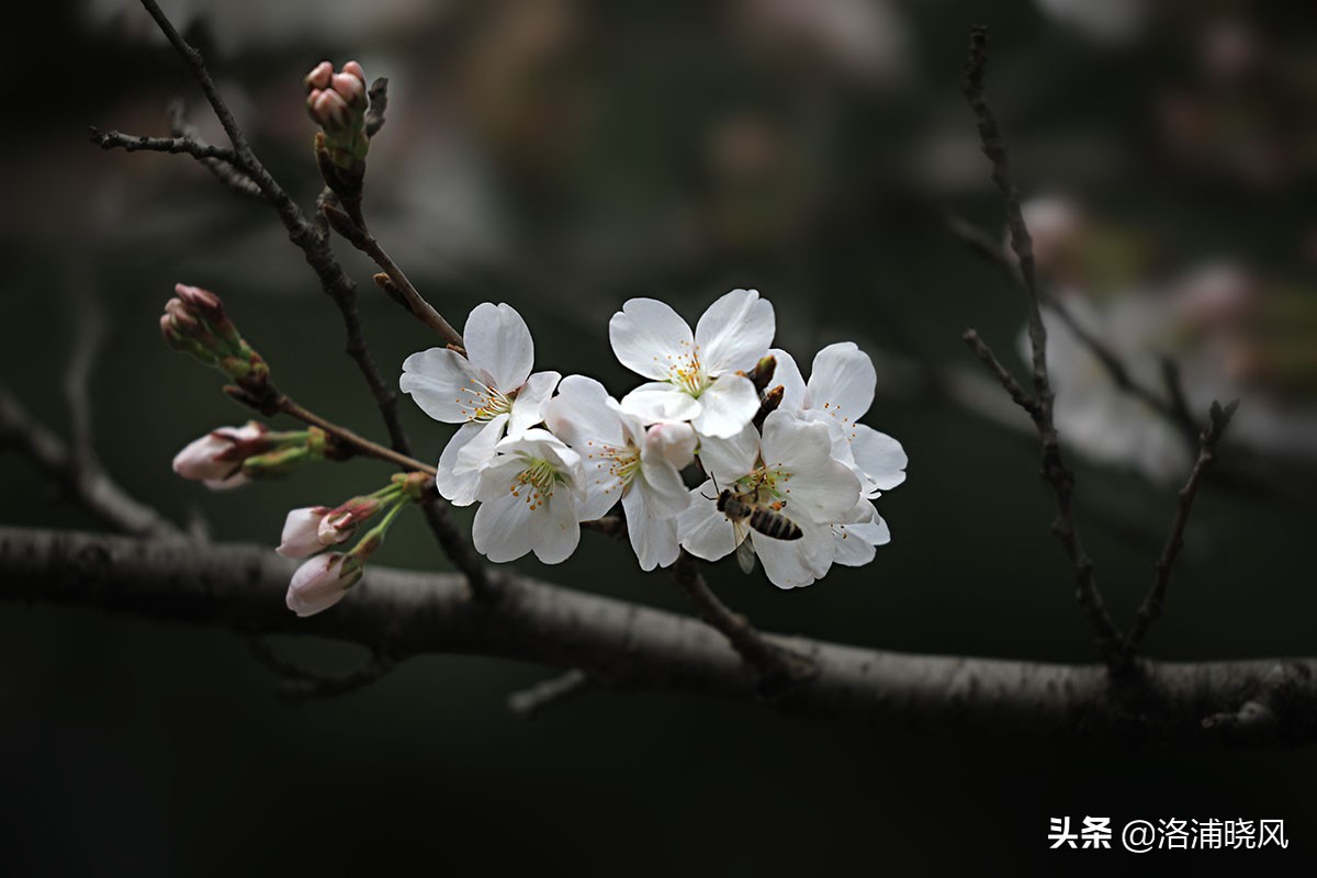 日本樱花文化（内涵揭秘日本樱花文化背后的冷知识）