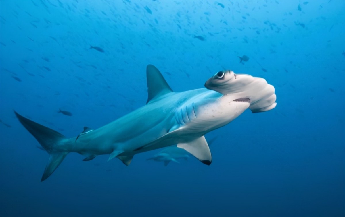能单性繁殖的鲨鱼有多神奇?
