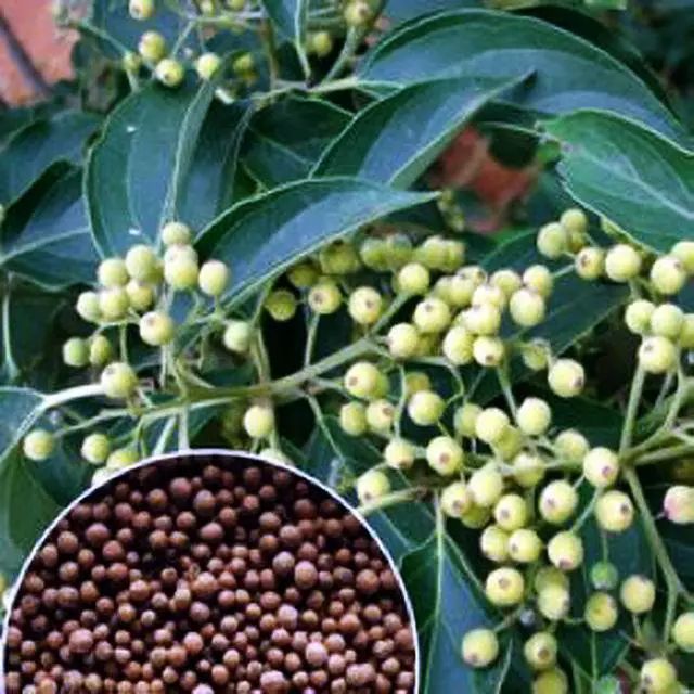 2013年,国家卫计委批准光皮梾木果油被为新的食用油原料.