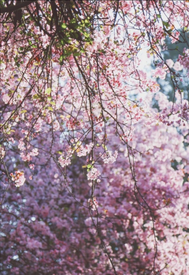 120个描写春天的好句段，让作文增光添彩的宝藏