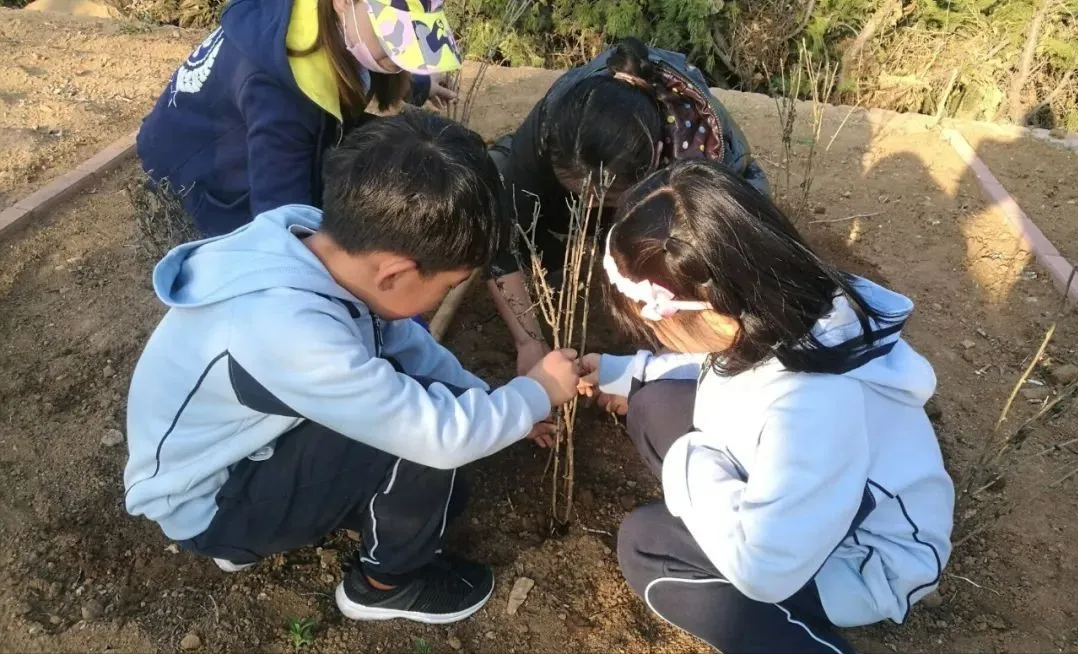 威海市环翠区北竹岛小学：构建“333”体系 高质量推动中医药文化进校园