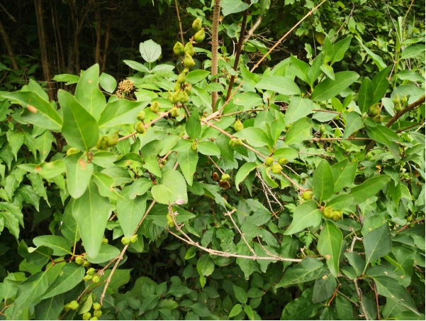 连翘此次涨价会是昙花一现吗？