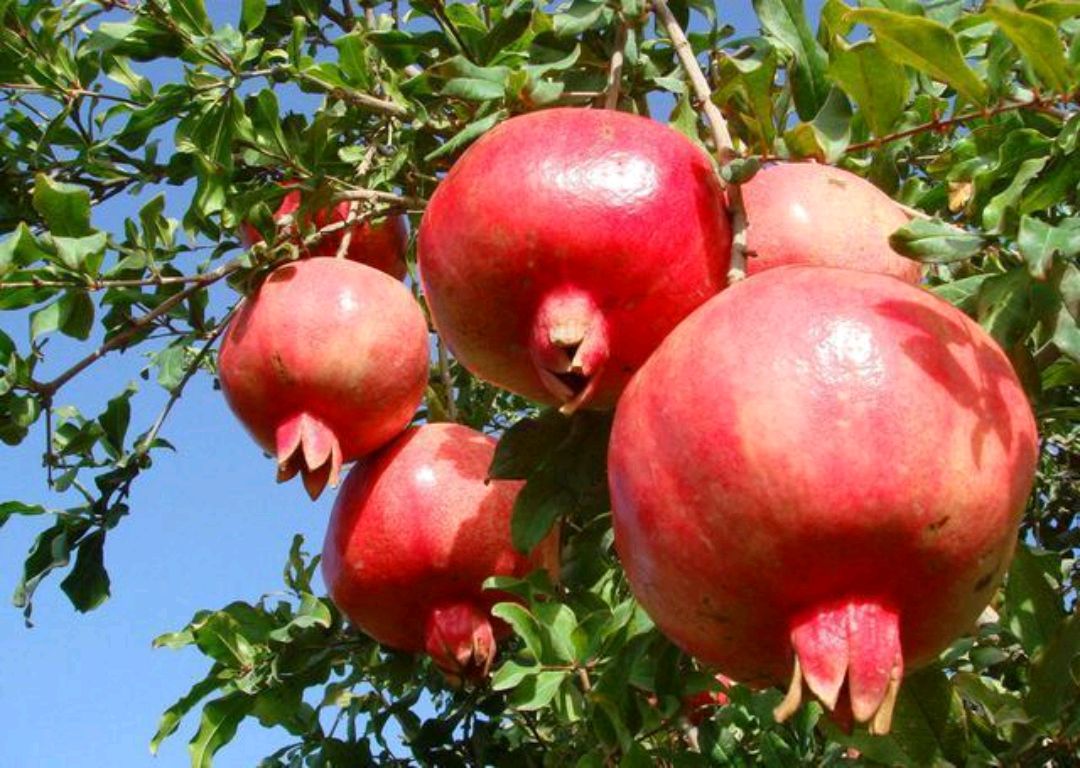 不管工资高低，秋天里要舍得吃这5种“碱性水果”，水分多热量低