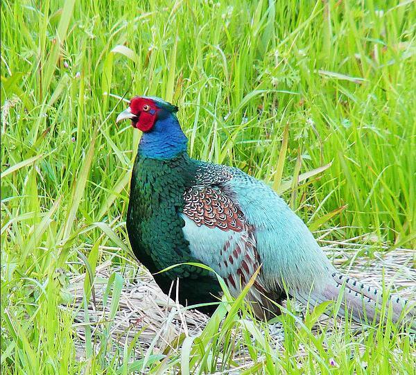 三,日本的国鸟绿雉.二,法国国鸟:高卢雄鸡.