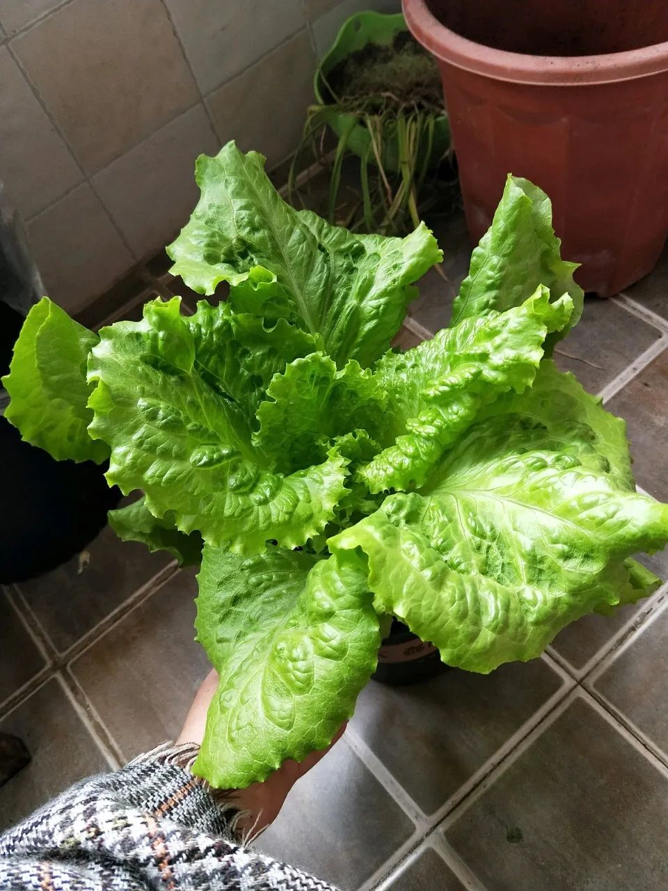 生菜生长周期多少天（懒人种植的最佳选择）