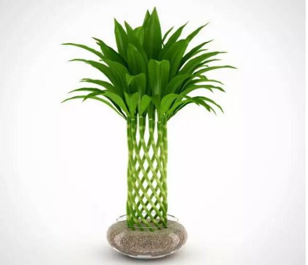 怎样养富贵竹？造型修剪不少，养“九楼宝塔”，富贵逼人