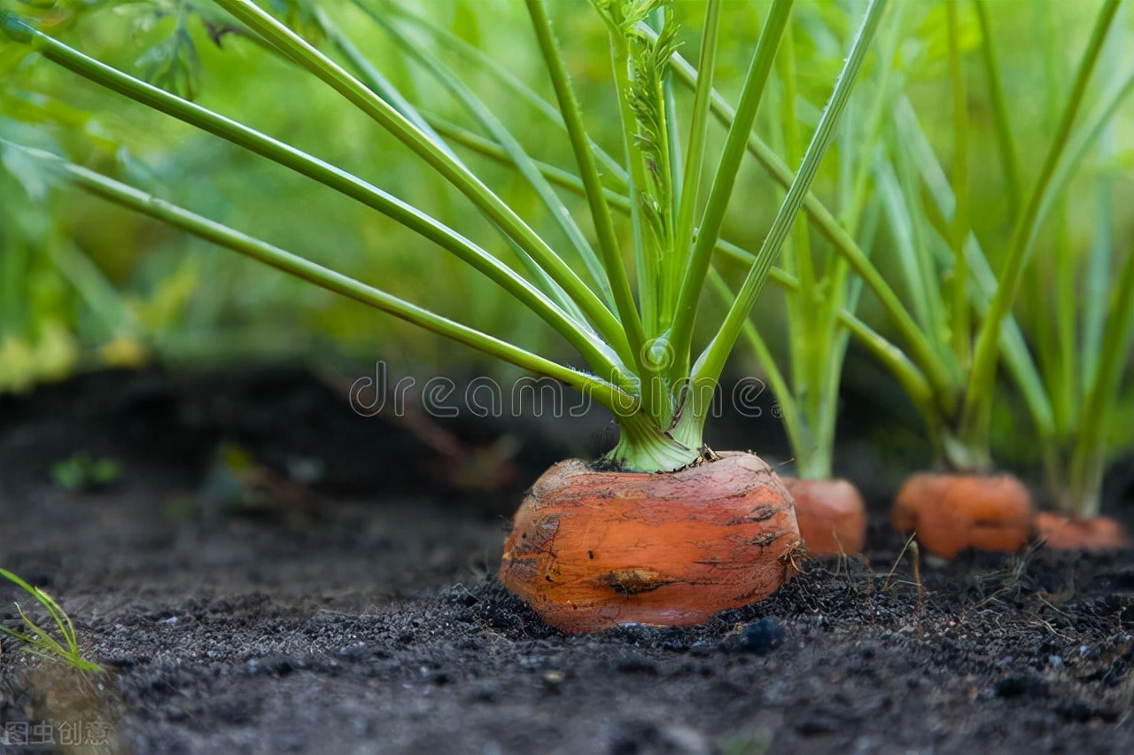 红萝卜种植时间和方法（胡萝卜的种植技巧及防治措施）