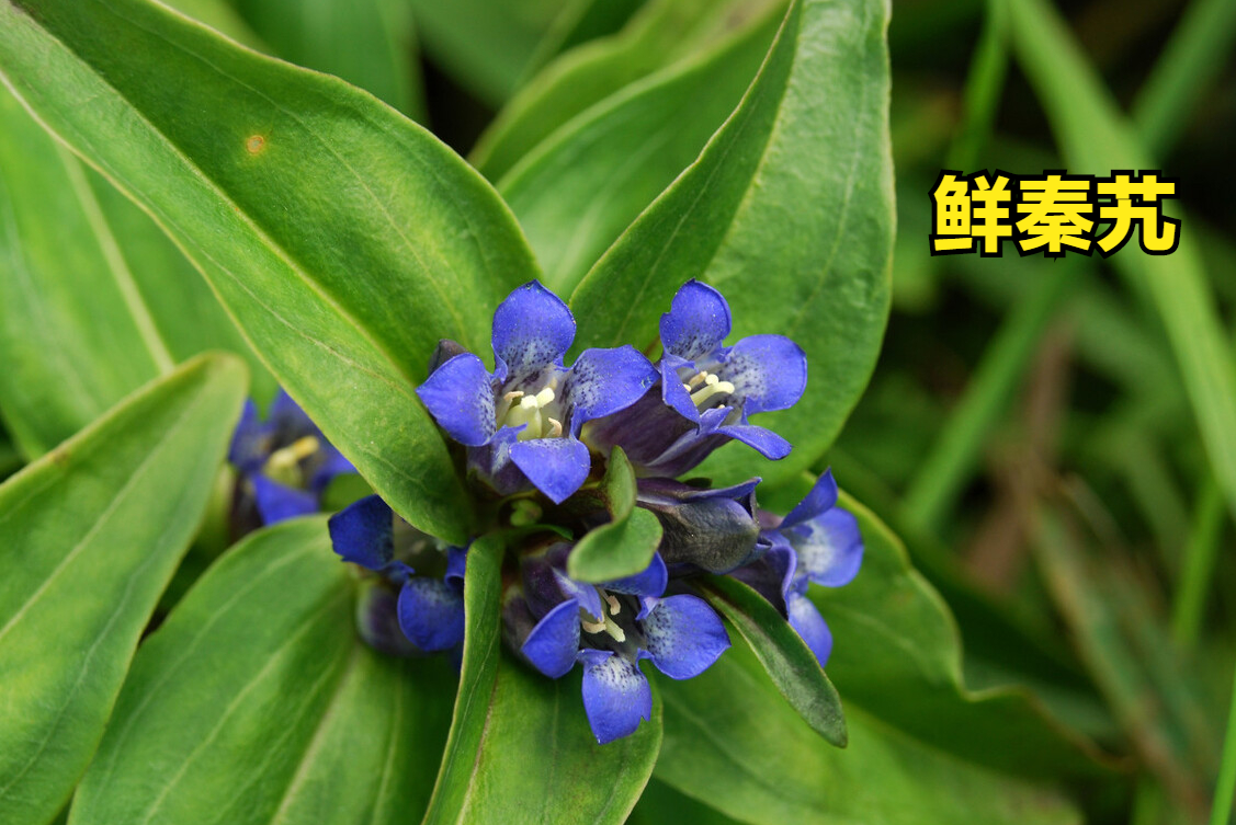 为龙胆科多年生草本植物秦艽,麻花秦艽,粗秦艽或小秦艽的根