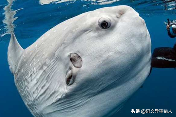 翻車魚的死法,翻車魚的死法太殘忍了